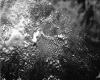 PORTFOLIO - Michael Flomen,  Photograms